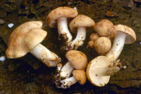 Prugnolo fungo: proprietà e ricette - Idee Green